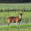 Minneriya National Park